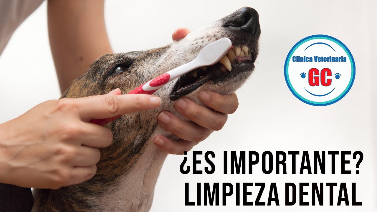 Profilaxis Dental  en Perros