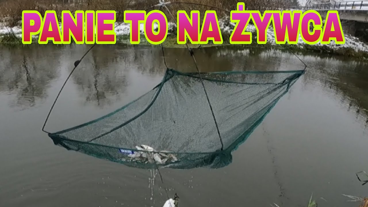 Metoda na żywca. Łapie podrywką żywca  na rzece i rowie.