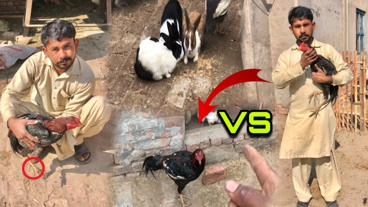 Baadshah ki fight 💪fix 🤨ho gay