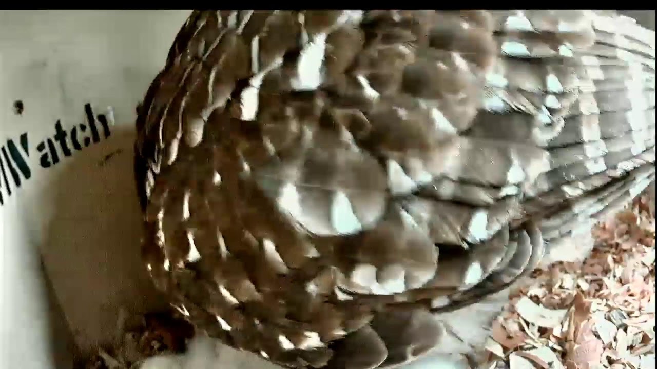 OwlWatch