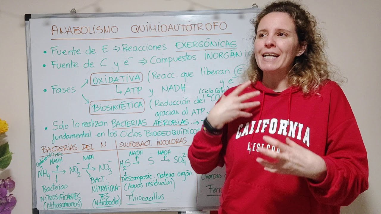 Anabolismo QUIMIOAUTÓTROFO (8)