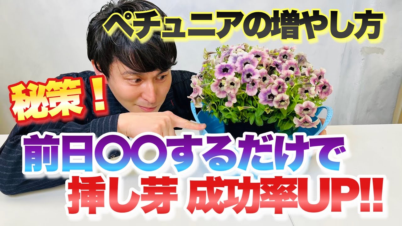 【簡単】誰でも出来るペチュニアの増やし方！さし芽 成功率アップテクニック【ペチュニア】【挿し芽】【裏技】【園芸】【ガーデニング】