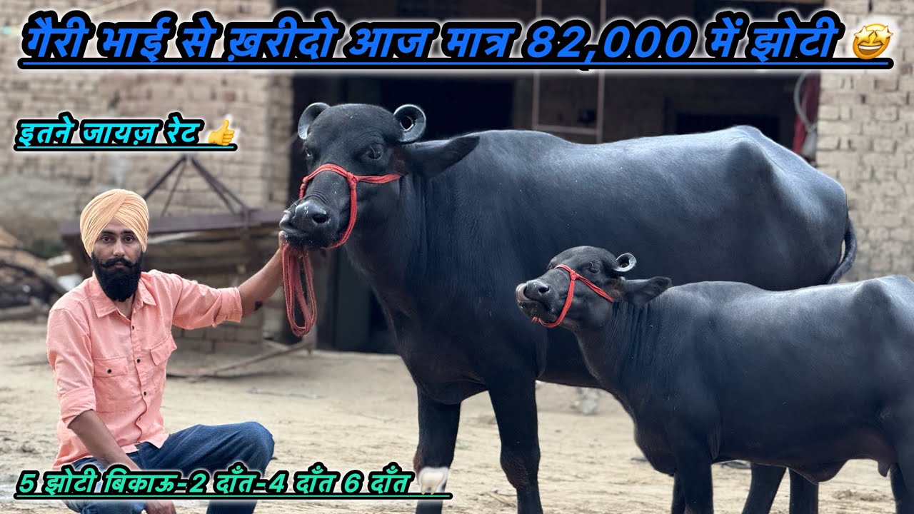 आज ख़रीदो शानदार🤩 झोटी मात्र 82,000 मे✅इस रेट में गंगानगर में कोई नहीं झोटियाँ देगा👍5 झोटी बिकाऊ।