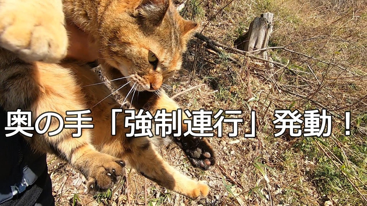 ヘビを見つけて喜ぶ娘猫を連れて帰るのが大変