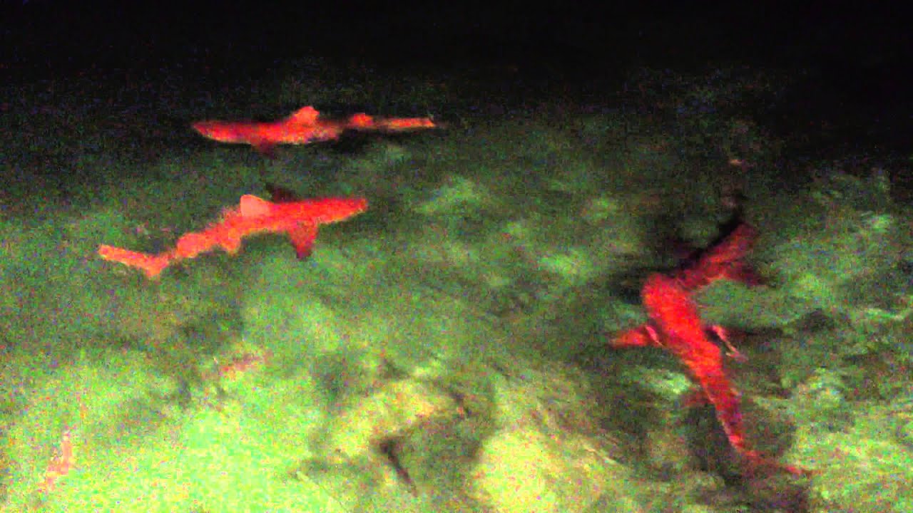 Shark feeding at Pier One, Freeport, Bahamas