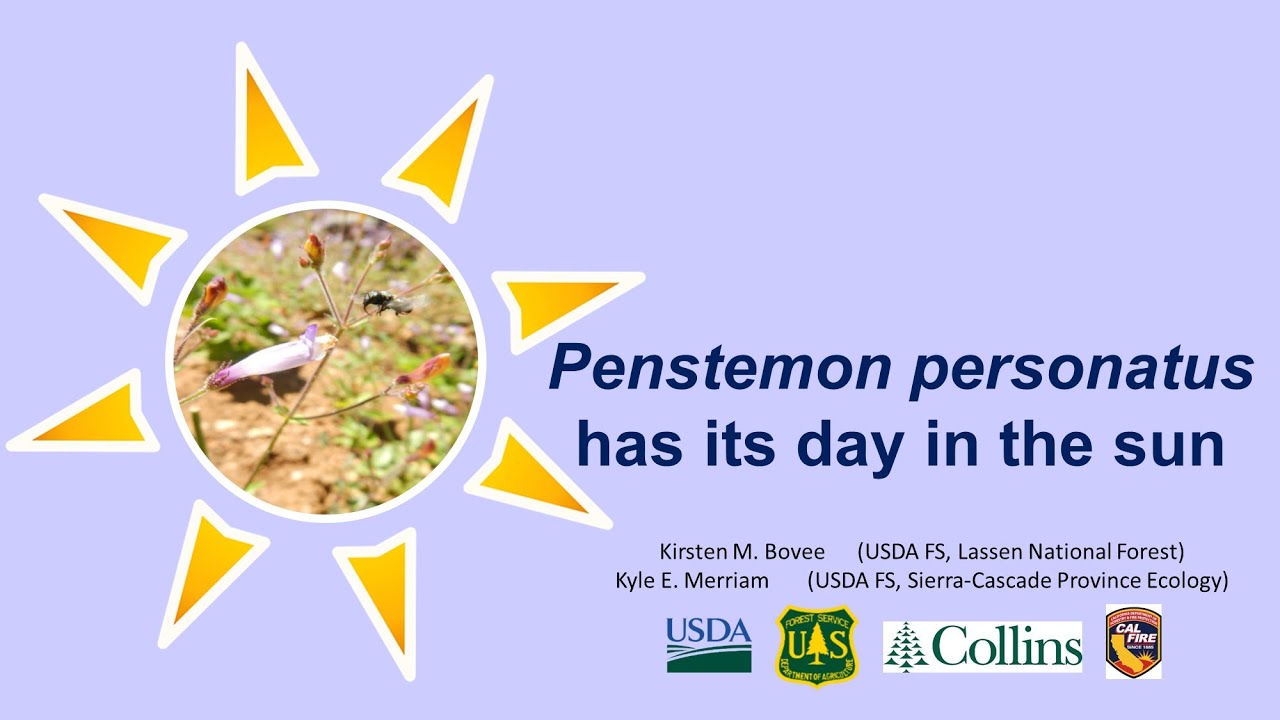 Penstemon personatus has its day in the sun: