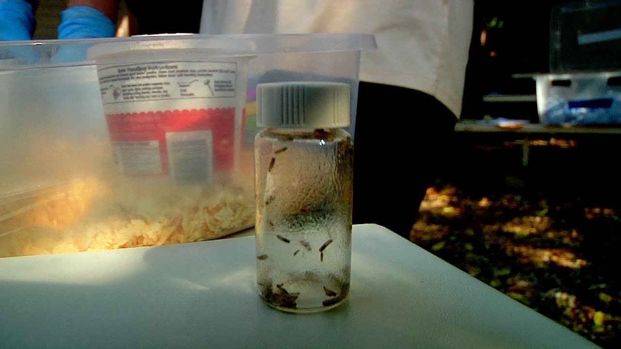 Forensic Entomology - Body Farm