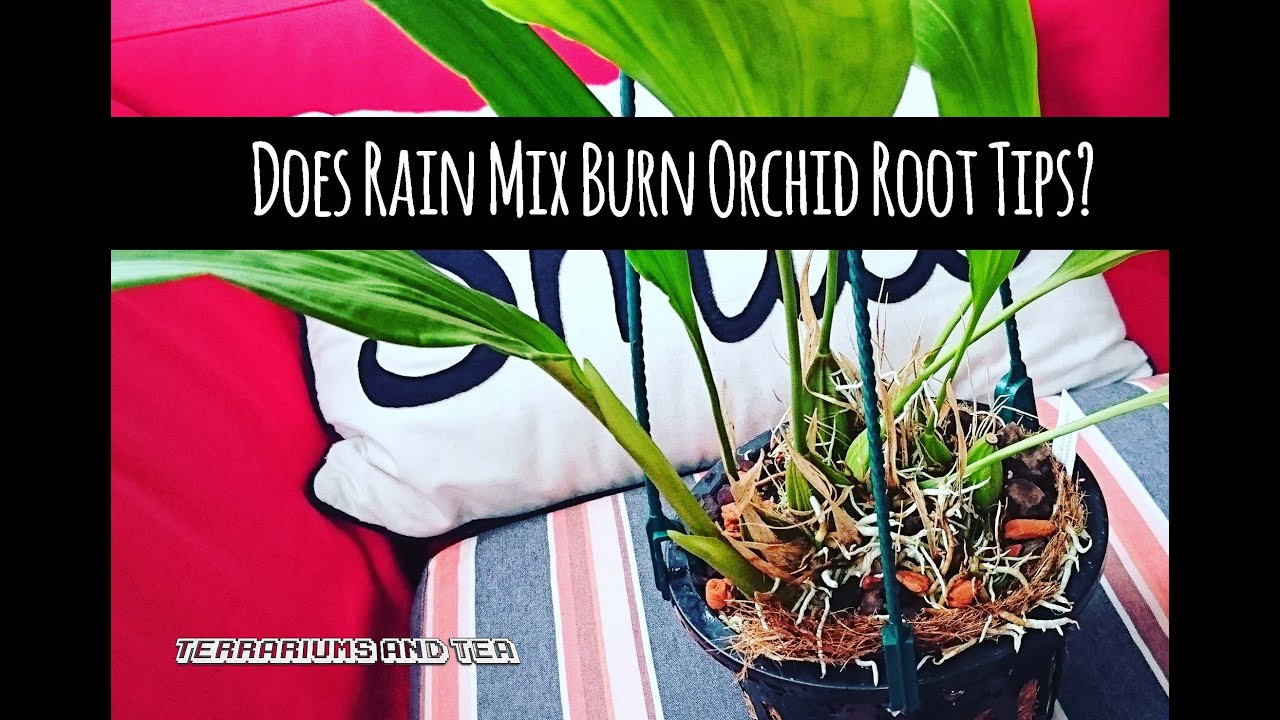 Does Rain Mix Burn Orchid Root Tips?
