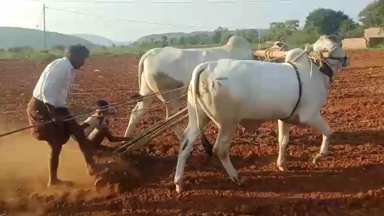 కోడెదూడ వయస్సు చూస్తే 12నెలలే మరి దీని దూకుడు పోకడ ఒకసారి మీరే చూడండి-Milkteeth Ongole Bull for sale