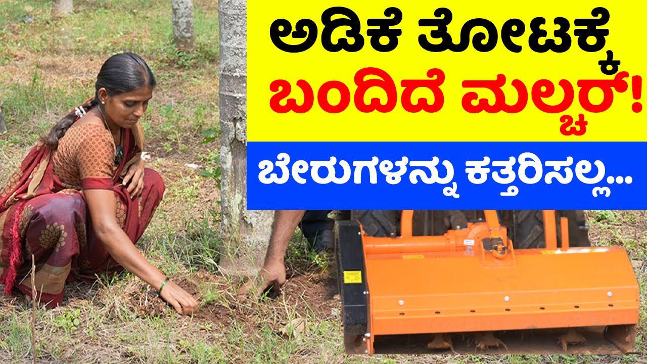 ಅಡಿಕೆ ತೋಟದಲ್ಲಿ ಕಳೆ ನಿರ್ವಹಣೆಗೆ ಮಲ್ಚರ್, ಬ್ರಷ್ ಕಟರ್ ಗಳಿಗೆ ಗುಡ್ ಬೈ| Goodbye to brush cutter #Mulcher