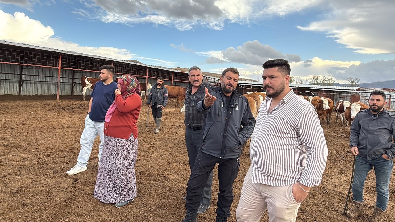 KASTAMONU ARAÇ” DAN  DÜVE SEÇİMİ