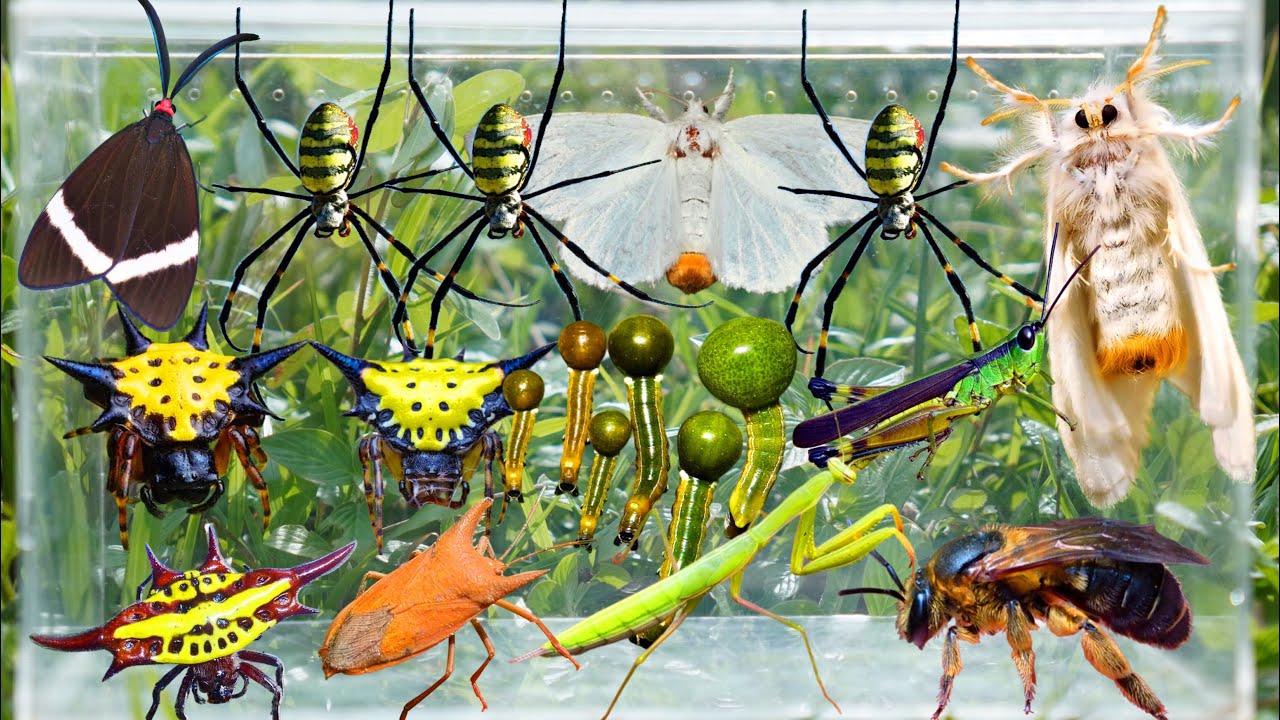 Amazing Wildlife Discovery in the Forest | Joro Spiders, Moths, Praying Mantis, Caterpillars & More