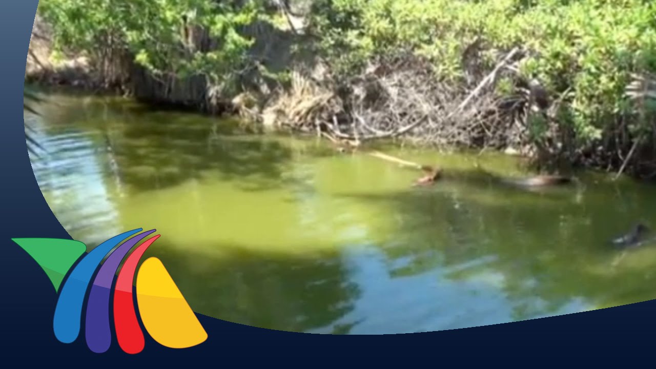 Cocodrilo pone en alerta a habitantes de Mazatlán | Noticias de Mazatlán