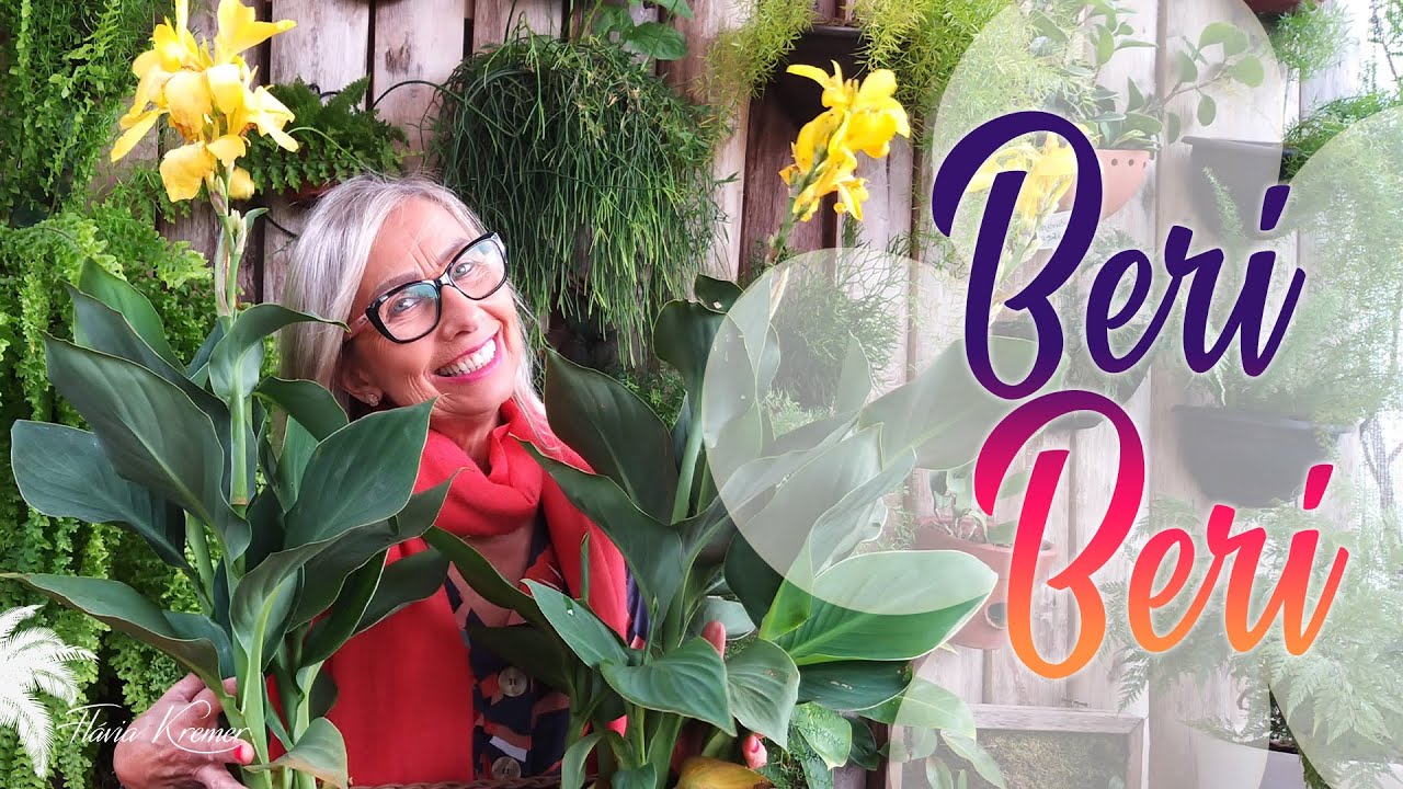 Como cuidar e plantar a planta Beri-Beri - Cana da Índia - Cana - Beri | Flávia Kremer