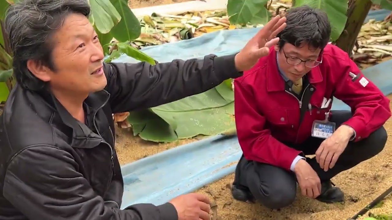 南国ばなな小浜農園8ヶ月目で出荷を迎えました。松井農法の凄さとは、成長の速さ、葉っぱの大きさ、根の広がり、深いところにも浅いところにモネが貼りまくる！だから苞（ほう）も実も大きい！＃南国ばなな＃