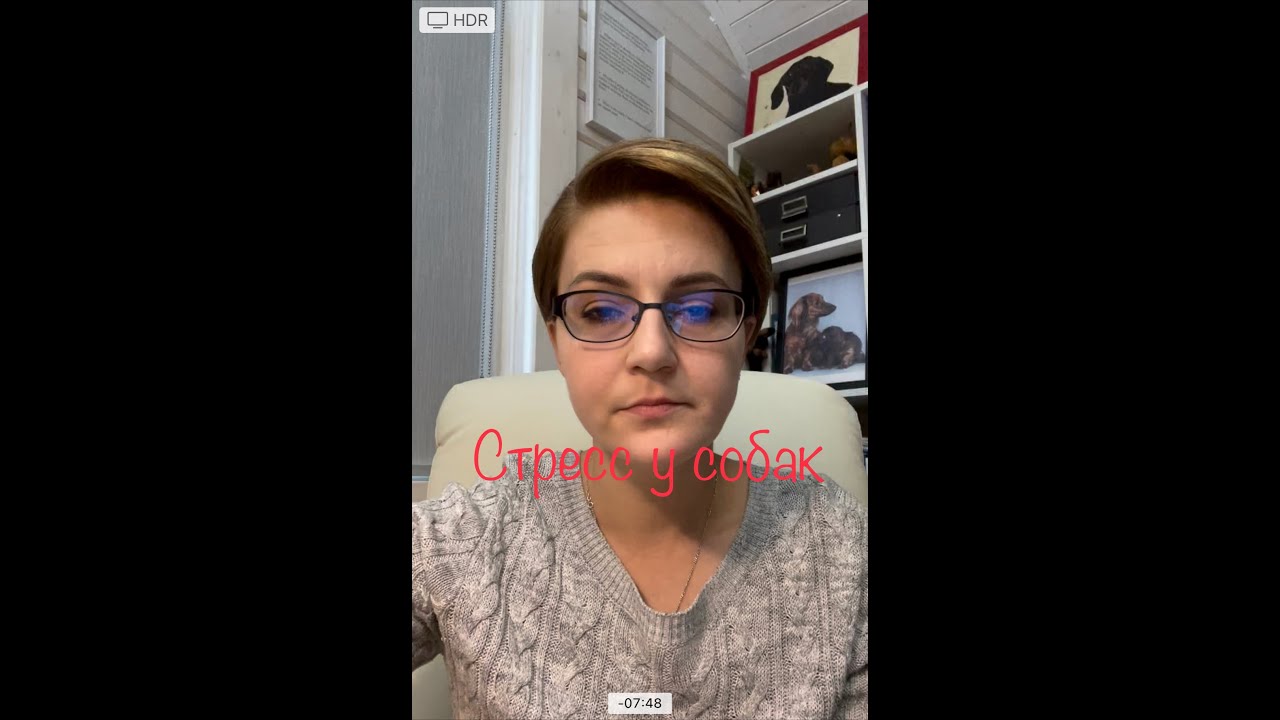 Стресс у собак.