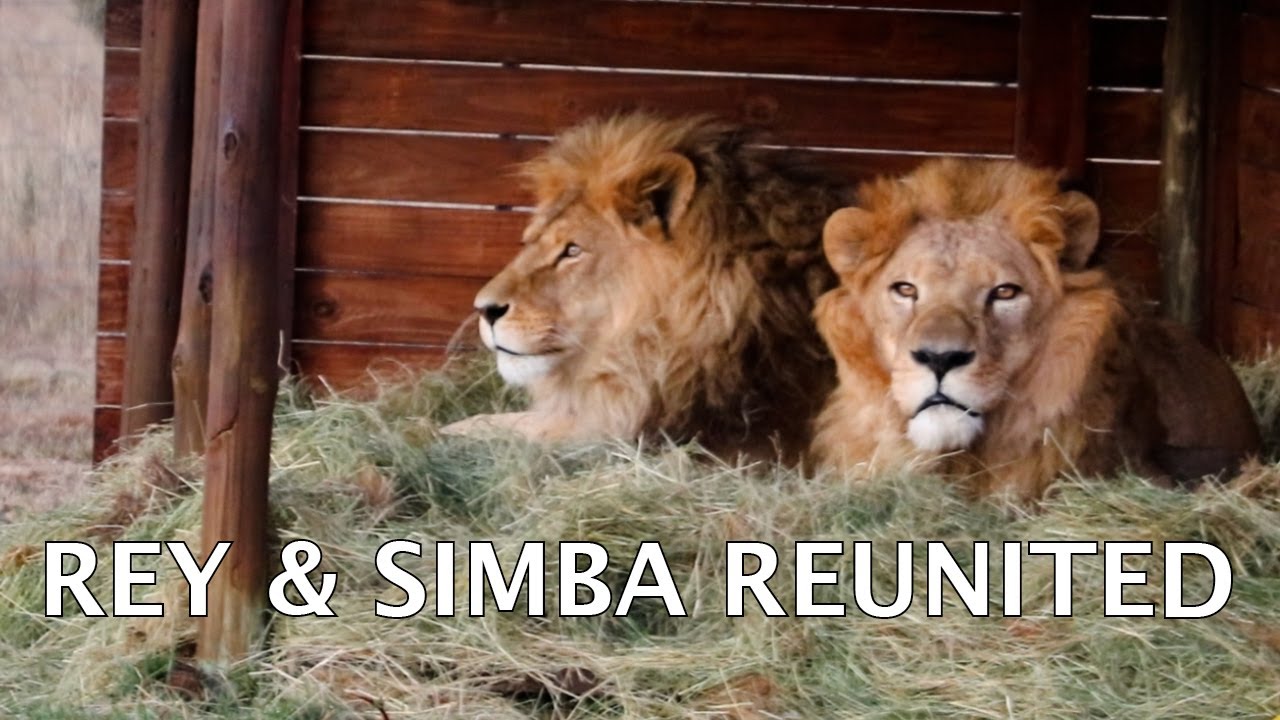REY & SIMBA REUNITED