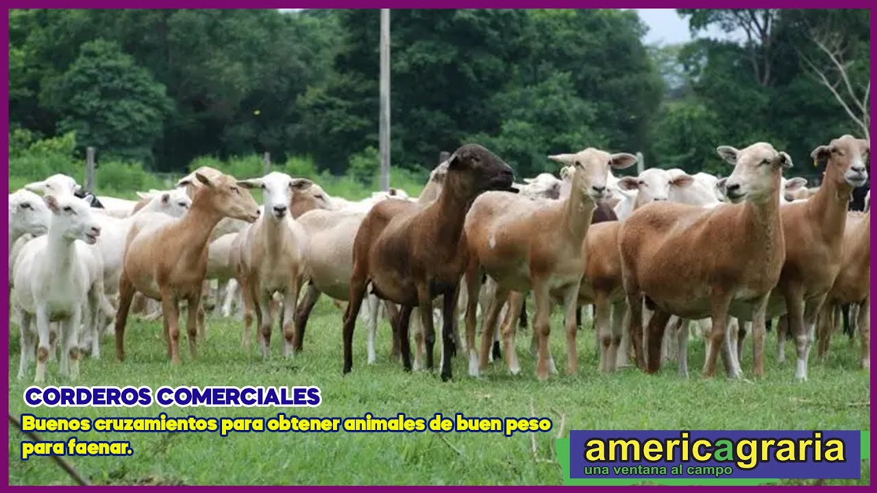 Corderos comerciales- Asoovinos