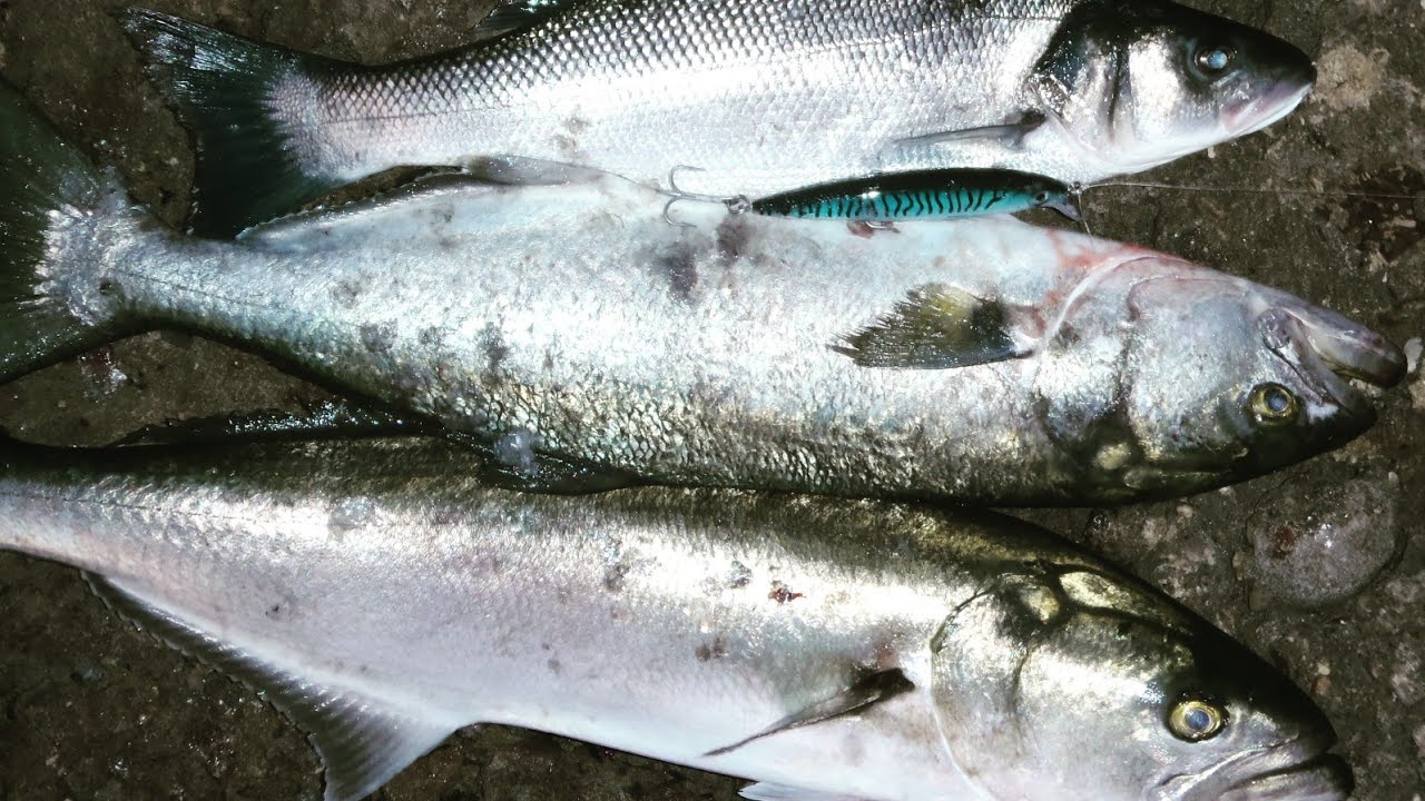 Tutorial pesca Spinning en primavera.Especies y se&ntilde;uelos (parte2).✍️🧐🎣🍀