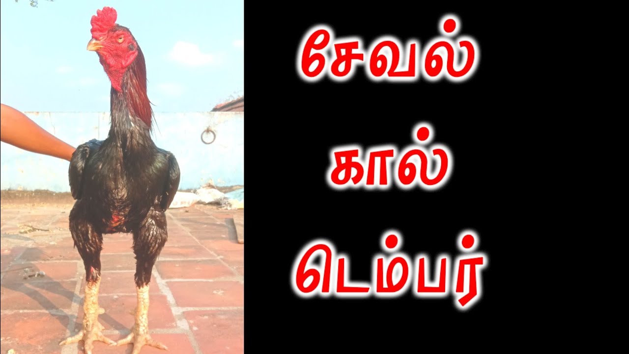 #சேவல் கால் டெம்பர் #seval kaal tember #சேவல் மரபு கலை #seval Marabu Kalai #seval #rooster