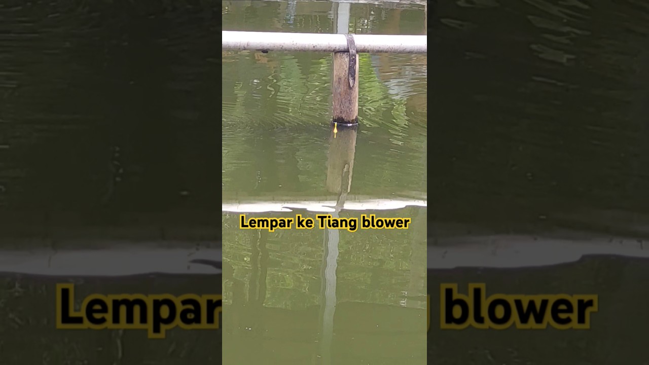 Tutorial mancing Gurame umpan gacor gurame , cara mancing gurame kolam. #mancinggurame #gurame