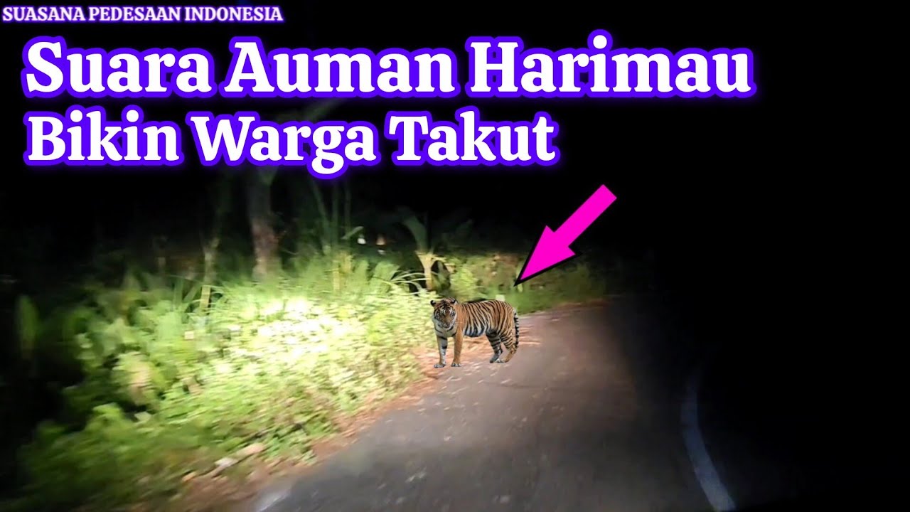 Heboh di Bamban‼️Suara Harimau Sumatera Buat Warga Takut 