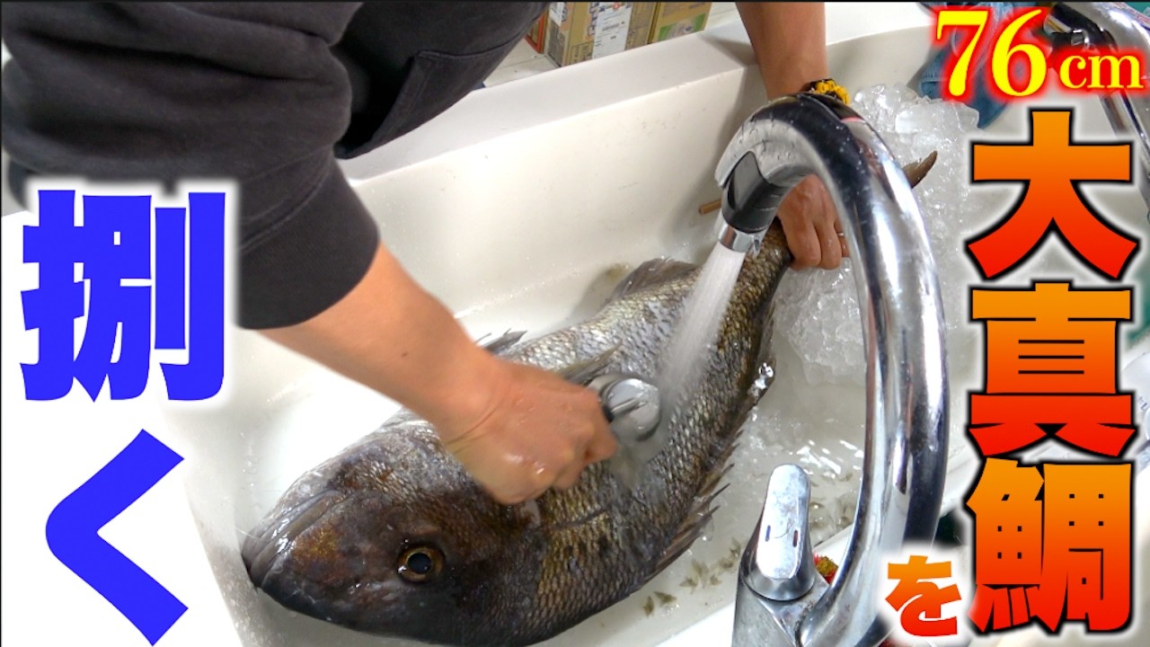 堤防で釣った真鯛の味が意外にも・・・！？