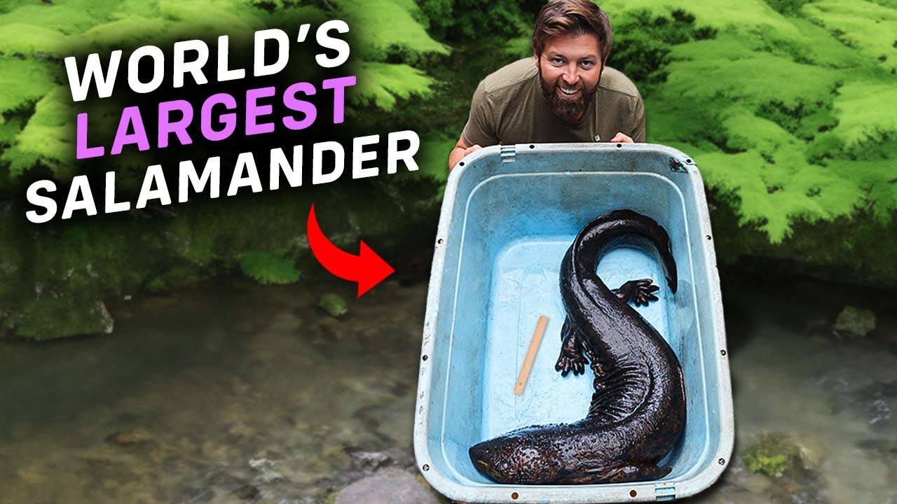 I Found The World's Largest Salamander
