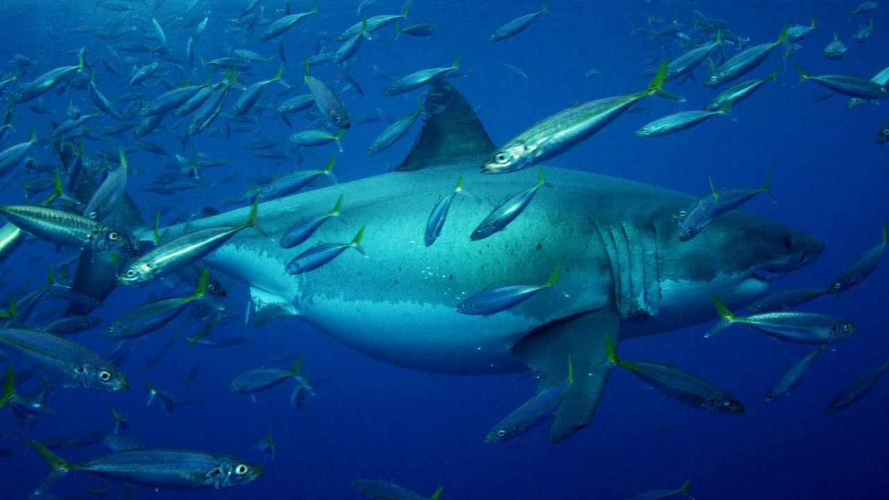 20+ Foot Megashark Filmed in Mexican Waters