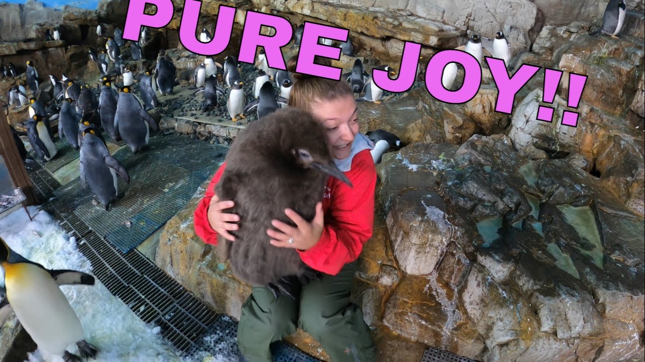 SeaWorld Penguin Tour