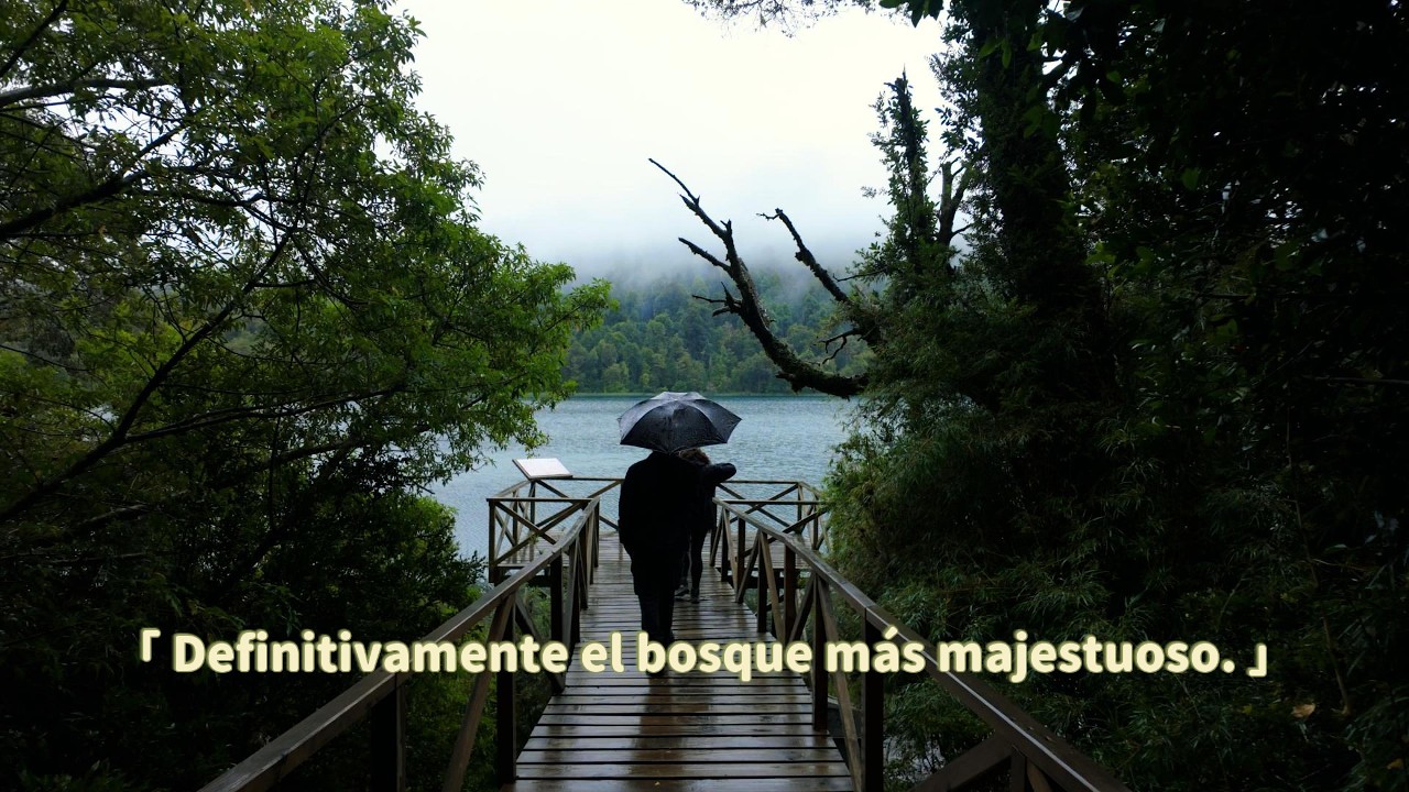 Un bosque Mágico en el sur de Chile  | Antillanca bajo la lluvia | Geonómada