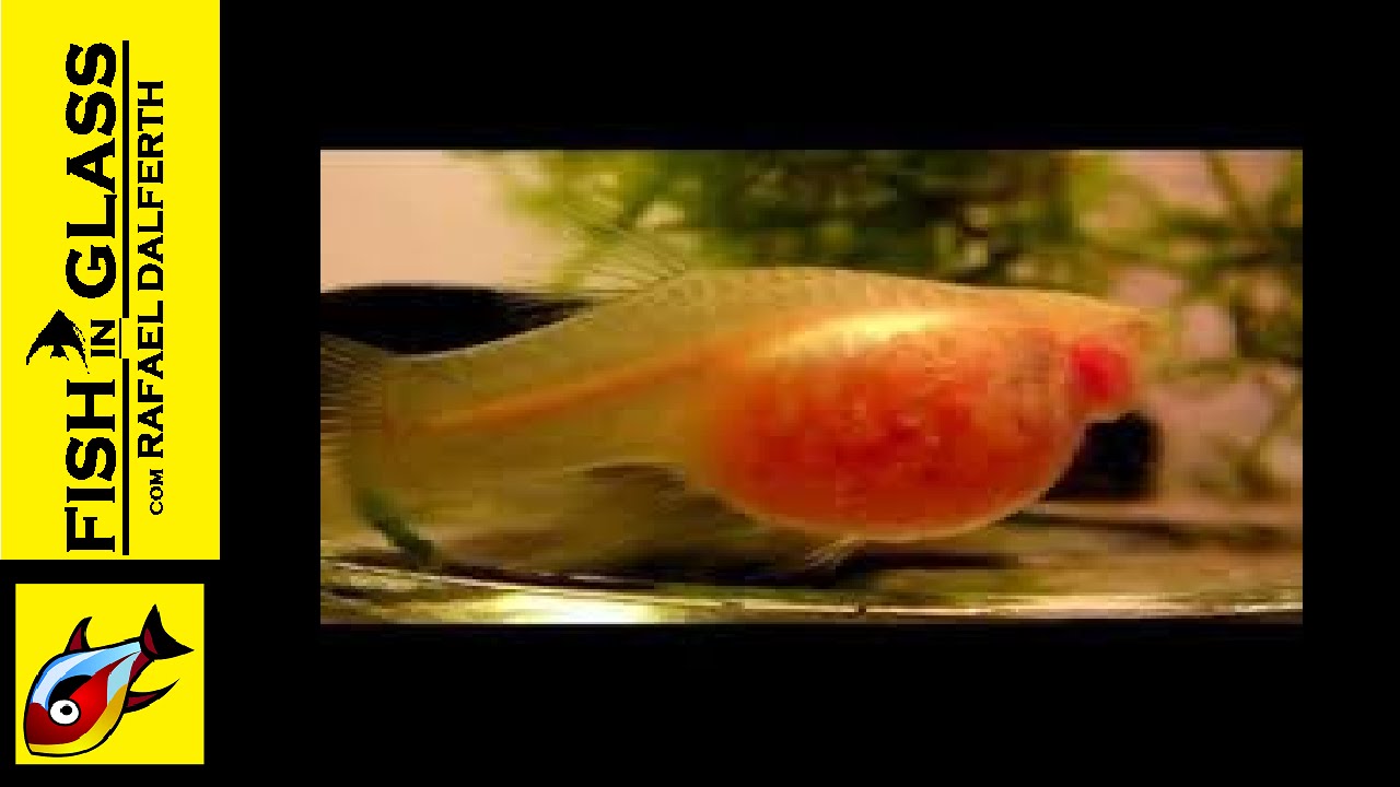 Quando a guppy, espada, molinesia vão parir   (compartilhe)