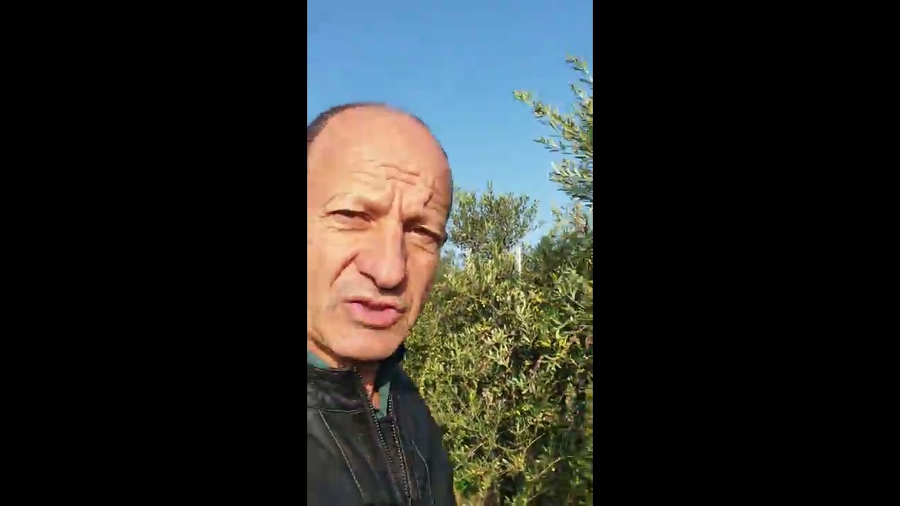 Oliveto Intensivo di Arbequina: LA POTATURA DI PRODUZIONE