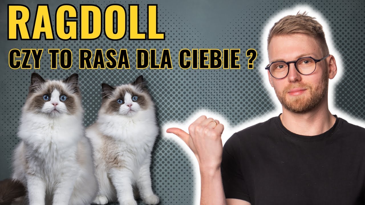 Ragdoll - Wady i zalety.  Poznaj tę wyjątkową rasę!