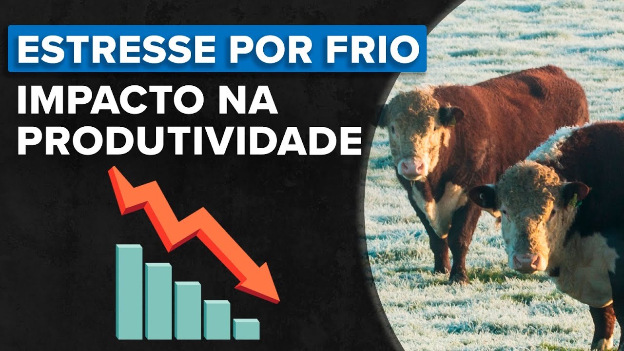 Como o estresse por frio impacta a produtividade?