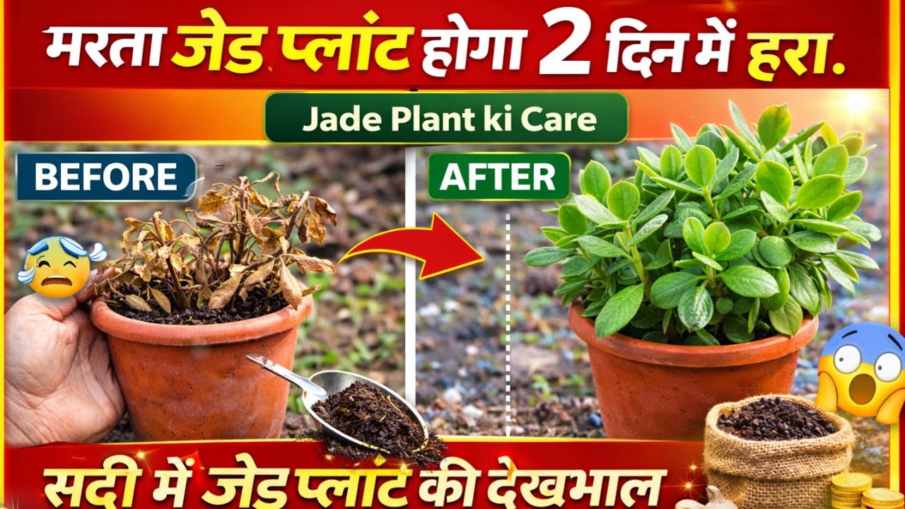 मरता जेड प्लांट होगा 2 दिन में हरा.Jade plant care.jade plant ki care.सर्दी में जेड प्लांट की देखभाल