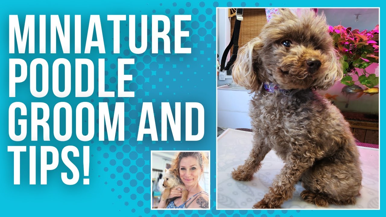 Miniature Poodle Grooming (grooming Tips and Insights)