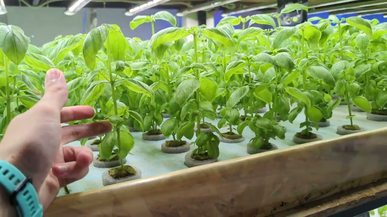 City Farm. Обзор. Подготовка к сезону.
