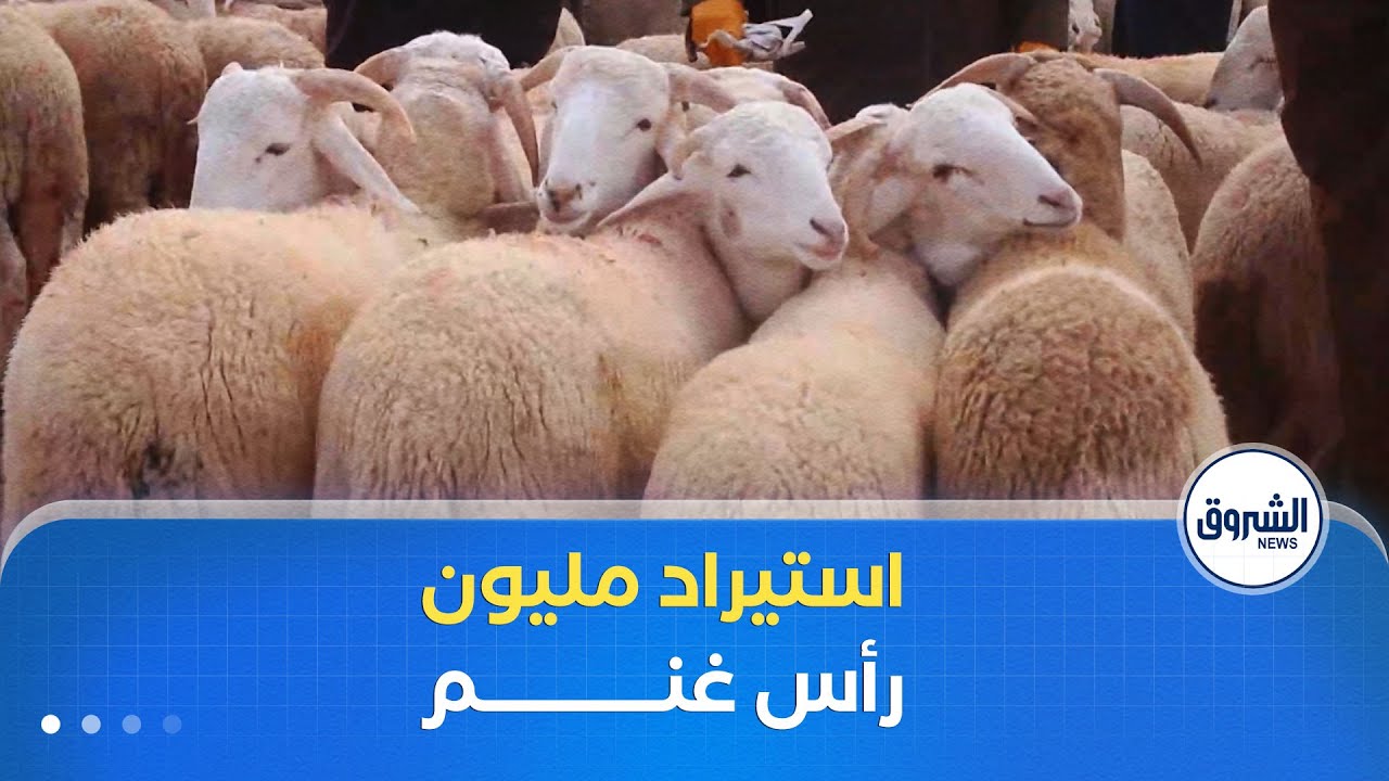 قرار استيراد مليون رأس من الغنم يلقي بضلاله على أسواق الماشية في ولاية النعامة