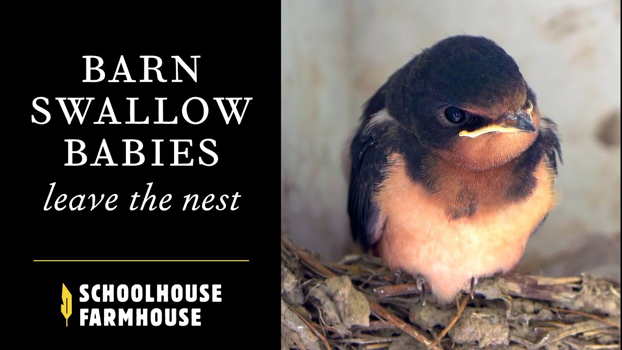 Baby Barn Swallows Leave the Nest