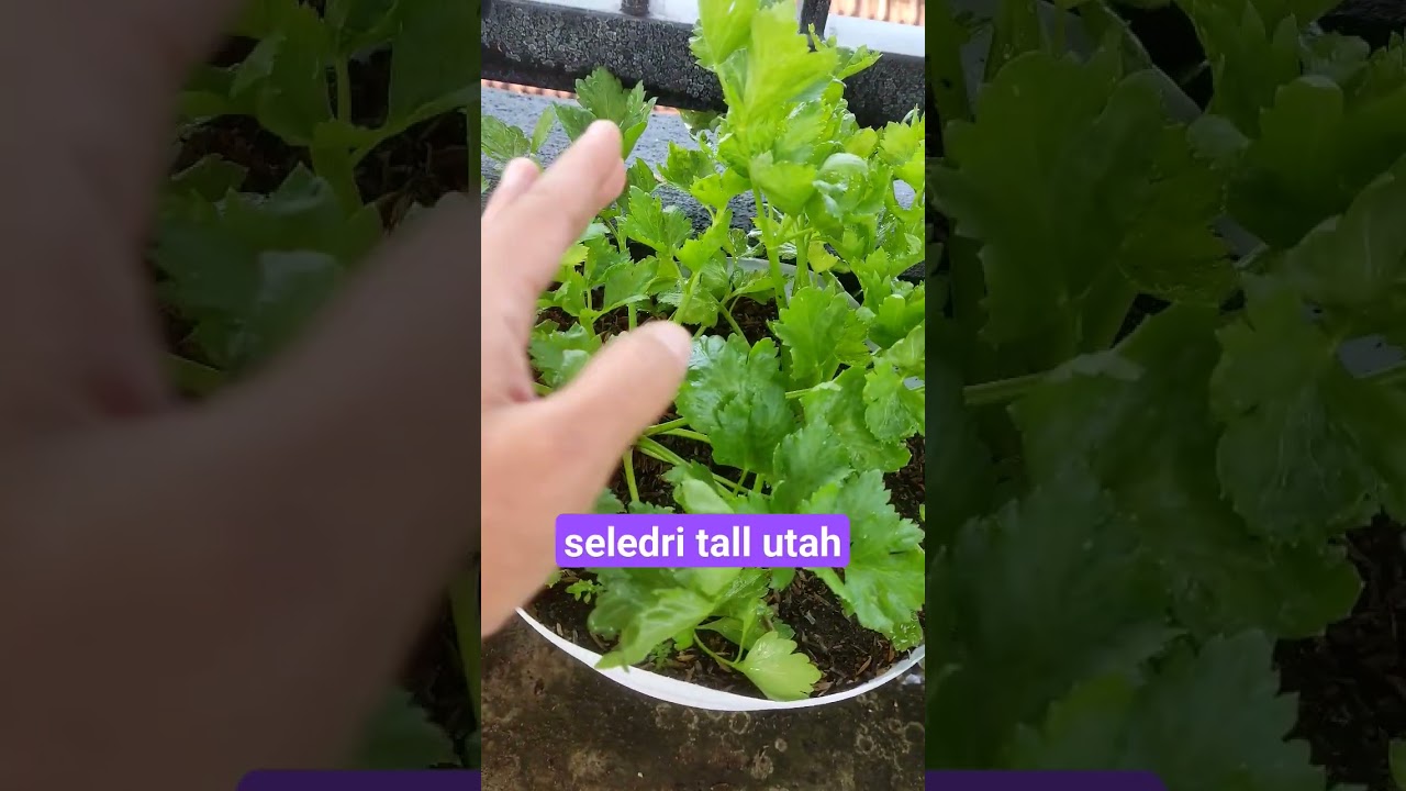 seledri tall utah 😍 #tabulampot #garden #seledri #food