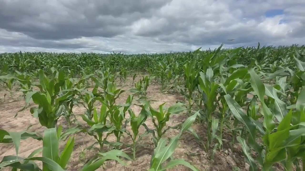 July 2024 Corn Crop Update