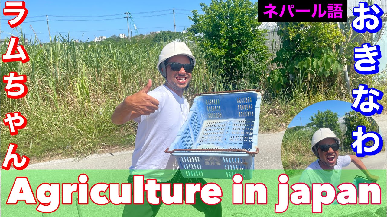 Agriculture in japan 🇯🇵 first nepali comedian in japan ramu chyan🇳🇵nepappon 🇳🇵