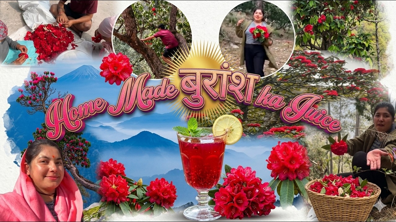 पहाड़ों का असली अमृत: हमने बनाया 12 लीटर बुरांश का जूस! 🌺🥤 कड़कती धूप और कड़ी मेहनत का फल ✨