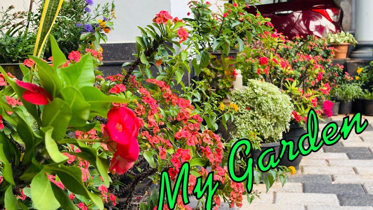 My Garden🥀🌹🌻എന്റെ ചെടികളും അവയ്ക്കു കൊടുക്കുന്ന വളങ്ങളും 🥀🪻🌷 85903 37821‬