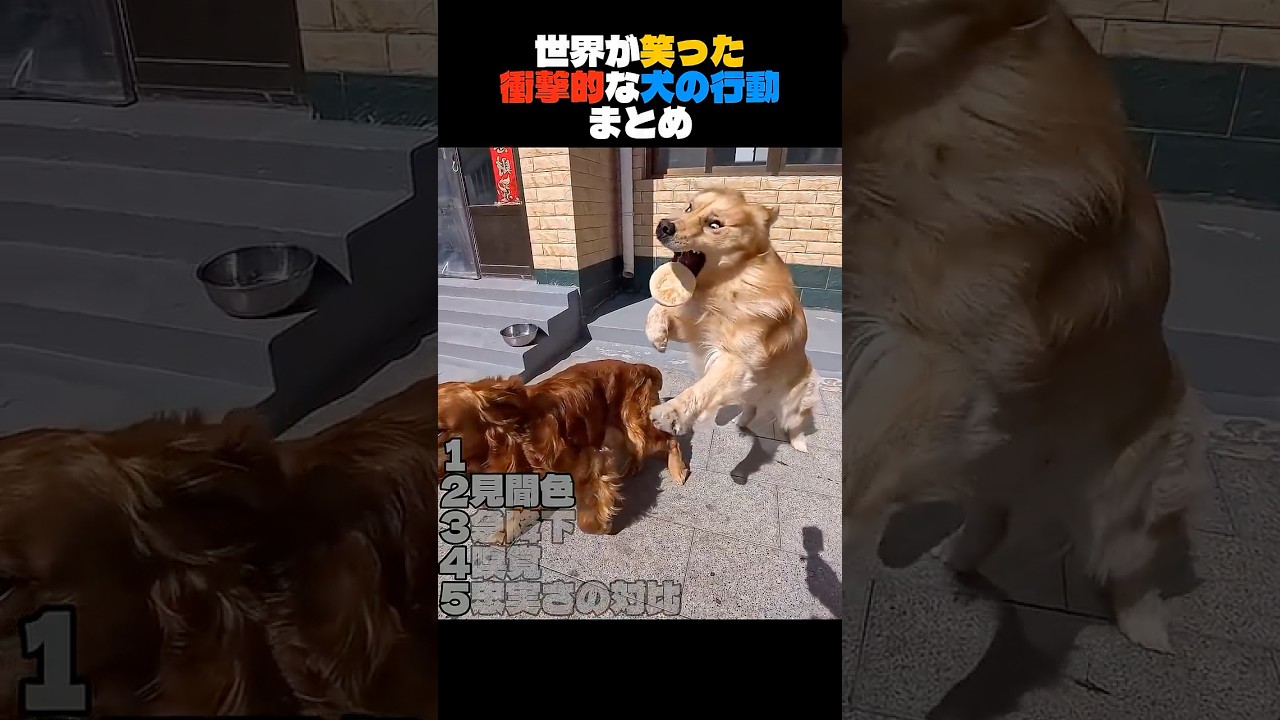 海外の面白いワンコまとめｗ