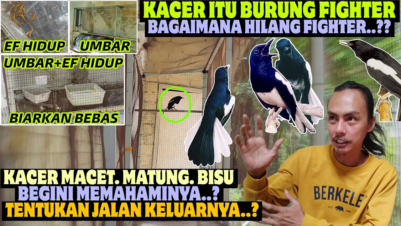 Sebenarnya Cuma Begini ⁉️ KACER HILANG FIGHTER BISU TIDAK BUNYI AGAR GACOR DAN BUKA EKOR