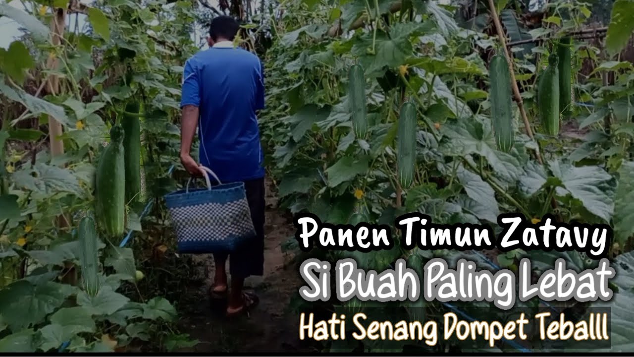 Panen Timun Zatavy F1, Varietas Timun Paling Lebat| Panen Tiap Hari