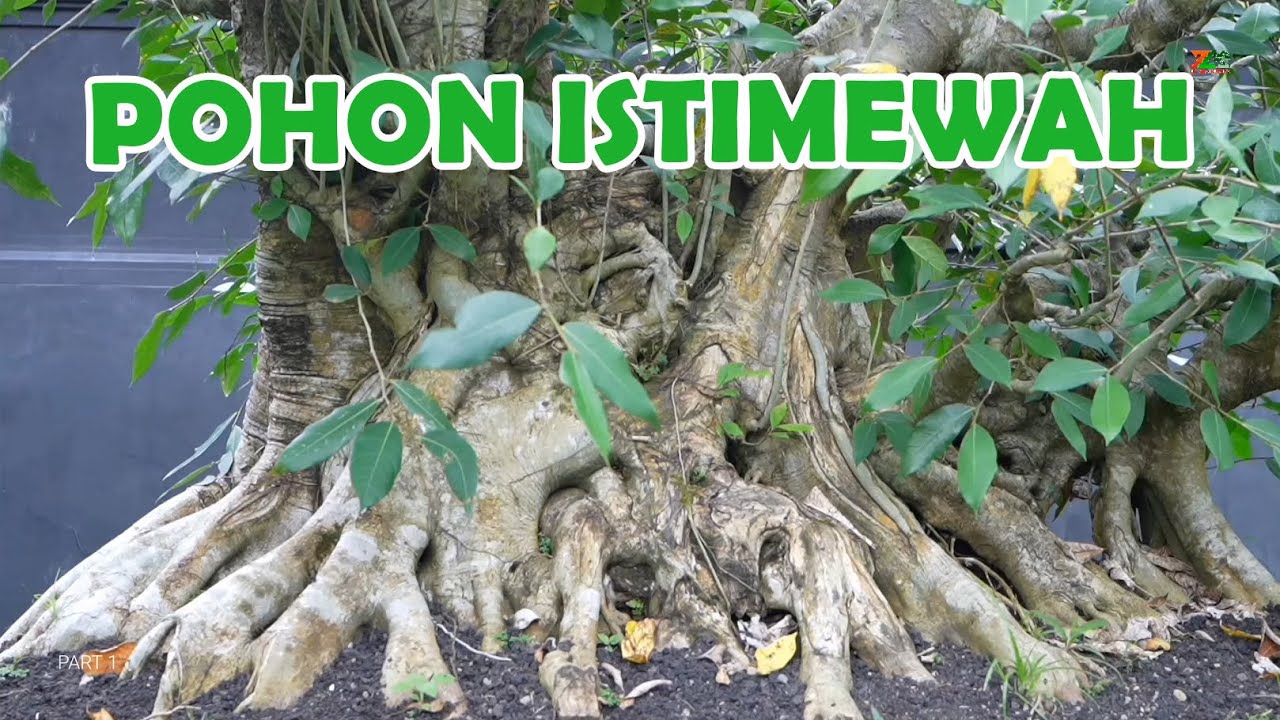 AWAL MASUK DI BIKIN KEJUT SAMA POHON INI