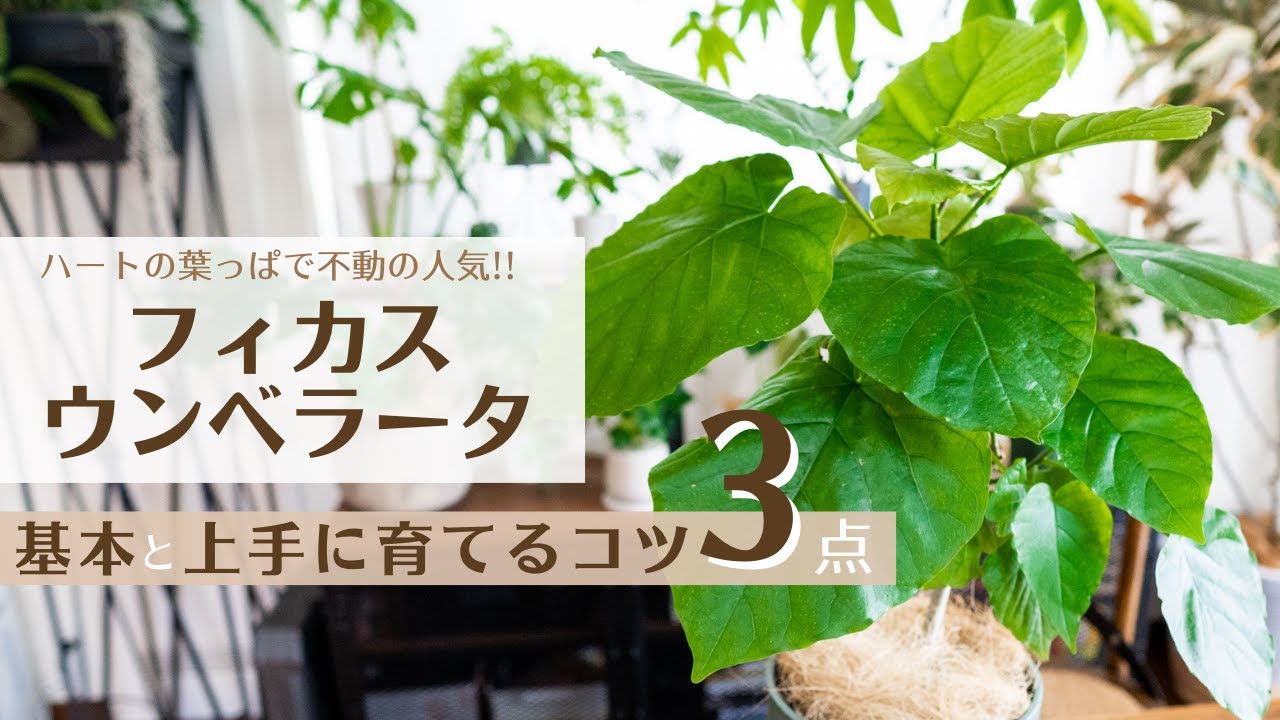 【ウンベラータを上手に育てる3つのコツ】基本とポイントをおさえて綺麗に育て上げる!!